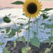 ヒメ日記 2025/08/16 20:33 投稿 藤川美嘉 お姉さんCLUB