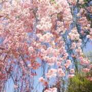 ヒメ日記 2026/03/20 18:42 投稿 藤川美嘉 お姉さんCLUB