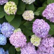 ヒメ日記 2025/07/07 22:32 投稿 来栖るな AJ DOLLS(エージェイドールズ)