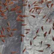 ヒメ日記 2025/01/04 12:18 投稿 宇野えみり 禁断のメンズエステR-18堺・南大阪店