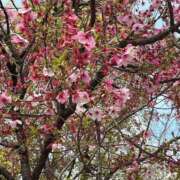 ヒメ日記 2025/04/03 16:06 投稿 宇野えみり 禁断のメンズエステR-18堺・南大阪店