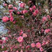 ヒメ日記 2025/04/11 17:12 投稿 宇野えみり 禁断のメンズエステR-18堺・南大阪店