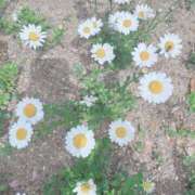 ヒメ日記 2025/04/20 11:48 投稿 宇野えみり 禁断のメンズエステR-18堺・南大阪店