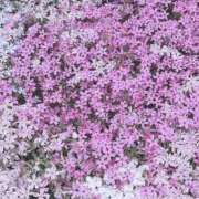 ヒメ日記 2025/04/22 13:12 投稿 宇野えみり 禁断のメンズエステR-18堺・南大阪店