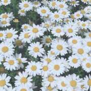 ヒメ日記 2025/04/24 16:27 投稿 宇野えみり 禁断のメンズエステR-18堺・南大阪店