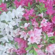 ヒメ日記 2025/04/25 13:48 投稿 宇野えみり 禁断のメンズエステR-18堺・南大阪店