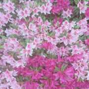 ヒメ日記 2025/04/26 12:57 投稿 宇野えみり 禁断のメンズエステR-18堺・南大阪店