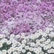 ヒメ日記 2025/04/30 14:33 投稿 宇野えみり 禁断のメンズエステR-18堺・南大阪店