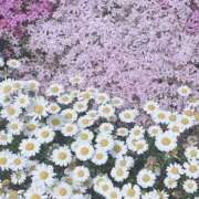 ヒメ日記 2025/05/01 16:06 投稿 宇野えみり 禁断のメンズエステR-18堺・南大阪店