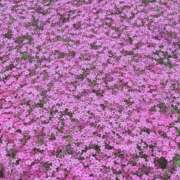 ヒメ日記 2025/05/03 16:05 投稿 宇野えみり 禁断のメンズエステR-18堺・南大阪店