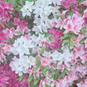 ヒメ日記 2025/05/09 11:54 投稿 宇野えみり 禁断のメンズエステR-18堺・南大阪店