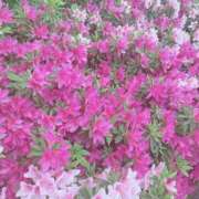 ヒメ日記 2025/05/16 12:24 投稿 宇野えみり 禁断のメンズエステR-18堺・南大阪店