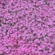 ヒメ日記 2025/05/19 16:14 投稿 宇野えみり 禁断のメンズエステR-18堺・南大阪店