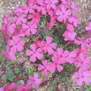 ヒメ日記 2025/07/04 16:04 投稿 宇野えみり 禁断のメンズエステR-18堺・南大阪店