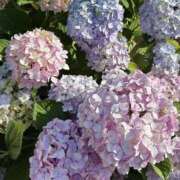 ヒメ日記 2025/07/05 14:04 投稿 宇野えみり 禁断のメンズエステR-18堺・南大阪店