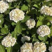 ヒメ日記 2025/07/07 17:04 投稿 宇野えみり 禁断のメンズエステR-18堺・南大阪店