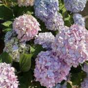 ヒメ日記 2025/07/14 17:14 投稿 宇野えみり 禁断のメンズエステR-18堺・南大阪店