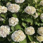 ヒメ日記 2025/07/17 15:24 投稿 宇野えみり 禁断のメンズエステR-18堺・南大阪店