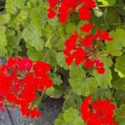 ヒメ日記 2025/08/12 17:14 投稿 宇野えみり 禁断のメンズエステR-18堺・南大阪店