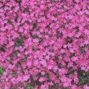 ヒメ日記 2025/08/13 13:44 投稿 宇野えみり 禁断のメンズエステR-18堺・南大阪店