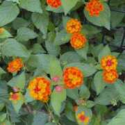 ヒメ日記 2025/09/07 12:14 投稿 宇野えみり 禁断のメンズエステR-18堺・南大阪店