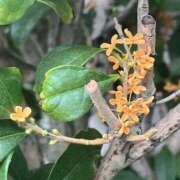 ヒメ日記 2025/10/03 15:34 投稿 宇野えみり 禁断のメンズエステR-18堺・南大阪店