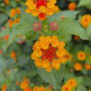 ヒメ日記 2025/11/01 13:54 投稿 宇野えみり 禁断のメンズエステR-18堺・南大阪店