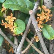 ヒメ日記 2025/11/03 14:24 投稿 宇野えみり 禁断のメンズエステR-18堺・南大阪店