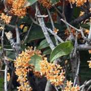 ヒメ日記 2025/11/09 12:05 投稿 宇野えみり 禁断のメンズエステR-18堺・南大阪店