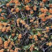 ヒメ日記 2025/11/11 13:44 投稿 宇野えみり 禁断のメンズエステR-18堺・南大阪店