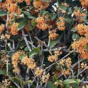 ヒメ日記 2025/11/14 14:54 投稿 宇野えみり 禁断のメンズエステR-18堺・南大阪店