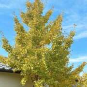 ヒメ日記 2025/11/24 11:54 投稿 宇野えみり 禁断のメンズエステR-18堺・南大阪店