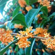 ヒメ日記 2025/11/27 08:14 投稿 宇野えみり 禁断のメンズエステR-18堺・南大阪店