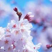 ヒメ日記 2026/03/31 22:34 投稿 君香（きみか） PLUS難波店