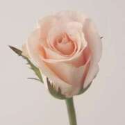 君香（きみか） 明日から🩷 PLUS難波店