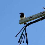 ヒメ日記 2025/03/27 07:45 投稿 卯月 らいは ノーパンパンスト スケベなOL梅田・兎我野店