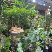 ヒメ日記 2025/09/22 12:15 投稿 卯月 らいは ノーパンパンスト スケベなOL梅田・兎我野店