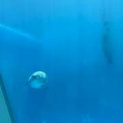ヒメ日記 2026/08/11 15:05 投稿 卯月 らいは ノーパンパンスト スケベなOL梅田・兎我野店