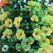 ヒメ日記 2025/06/15 19:27 投稿 有吉 熟女の風俗最終章 新横浜店