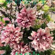 ヒメ日記 2025/08/21 00:26 投稿 有吉 熟女の風俗最終章 新横浜店