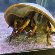 ヒメ日記 2025/08/05 15:17 投稿 きき マリン宮殿雄琴店