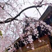 ヒメ日記 2025/04/06 11:55 投稿 弓田 さくら 30代40代50代と遊ぶなら博多人妻専科24時