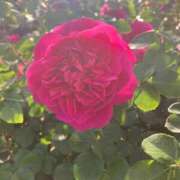 ヒメ日記 2025/05/06 09:28 投稿 ちよ 横浜秘密倶楽部