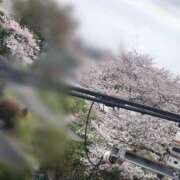 ヒメ日記 2025/04/12 12:20 投稿 ほの チューリップ土浦店