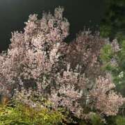 ヒメ日記 2025/03/30 09:01 投稿 みんと 完全密室 無抵抗