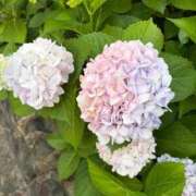 ヒメ日記 2026/06/18 18:12 投稿 舞【マイ】 Evolution 2nd