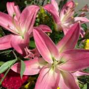 ヒメ日記 2025/08/04 19:31 投稿 あんな 濃厚即19妻