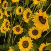 ヒメ日記 2025/08/23 07:47 投稿 あまね クラブダイアモンド日本橋店