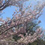 ヒメ日記 2025/04/09 14:24 投稿 ななみ 一宮稲沢小牧ちゃんこ