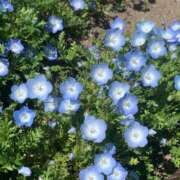 ヒメ日記 2025/05/03 14:08 投稿 ななみ 一宮稲沢小牧ちゃんこ